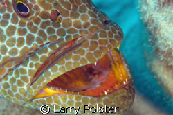 Grouper cleaning station, Nikon D-300, twin Ikelite strobes by Larry Polster 